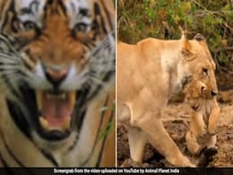 जानवरों और पक्षियों की आवाज़ में ‘सारे जहां से अच्छा’ गाना इंटरनेट पर मचा रहा धूम, छू लेगा आपका भी दिल, देखें Video जानवरों और पक्षियों की आवाज़ में ‘सारे जहां से अच्छा’ गाना इंटरनेट पर मचा रहा धूम, छू लेगा आपका भी दिल, देखें Video