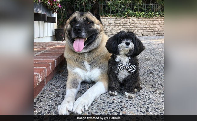 World's Richest Man Bought A Gift For His Dog. Then This Happened