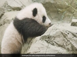 छोटे से पांडा को पूरा करना है पत्थर की दीवार पर चढ़ने का चैलेंज, देखें क्यूट Video छोटे से पांडा को पूरा करना है पत्थर की दीवार पर चढ़ने का चैलेंज, देखें क्यूट Video