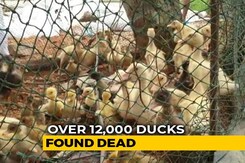 Over 12,000 Ducks Found Dead In Kerala Over 12,000 Ducks Found Dead In Kerala