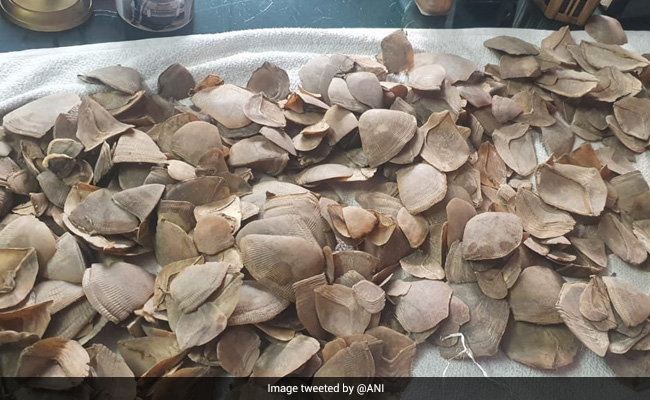 5 Smugglers Arrested With 19 Kg Of Tortoises, Leopard Nails, Pangolin Scales In Chhattisgarh