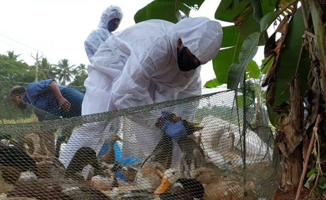 Traders Hit By Duck Culling In Kerala's Alappuzha Over Avian Influenza