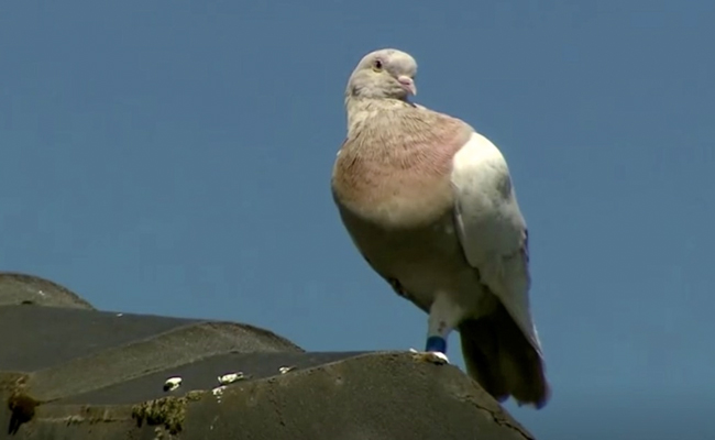 US Pigeon Detained In Australia Has "Fake Leg Tag", May Not Be Put Down