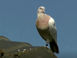 US Pigeon Detained In Australia Has "Fake Leg Tag", May Not Be Put Down US Pigeon Detained In Australia Has "Fake Leg Tag", May Not Be Put Down