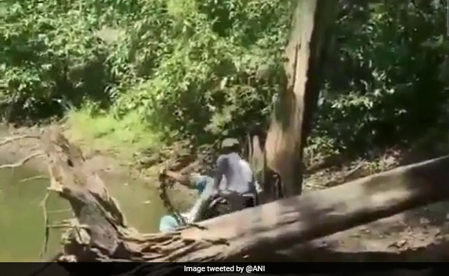 Video: Snake Catcher Narrowly Avoids Being Bitten By King Cobra In Karnataka
