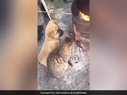 कुत्ता और बिल्ली एक-साथ भट्टी के पास बैठकर ले रहे थे गर्माहट, जावेद अख्तर ने शेयर किया मेजदार Viral Video कुत्ता और बिल्ली एक-साथ भट्टी के पास बैठकर ले रहे थे गर्माहट, जावेद अख्तर ने शेयर किया मेजदार Viral Video