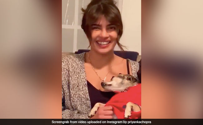 प्रियंका चोपड़ा अपने डॉगी को प्यार से सहलाती आईं नजर, Video पोस्ट कर बोलीं- यह उसे पसंद है...