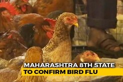 Maharashtra Becomes Eighth State To Confirm Bird Flu, 800 Chickens Dead Maharashtra Becomes Eighth State To Confirm Bird Flu, 800 Chickens Dead