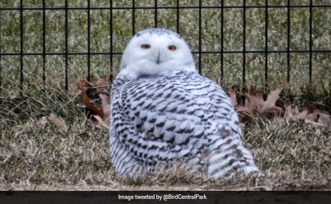 Snowy Owl Spotted In New York's Central Park For The First Time In Over A Century