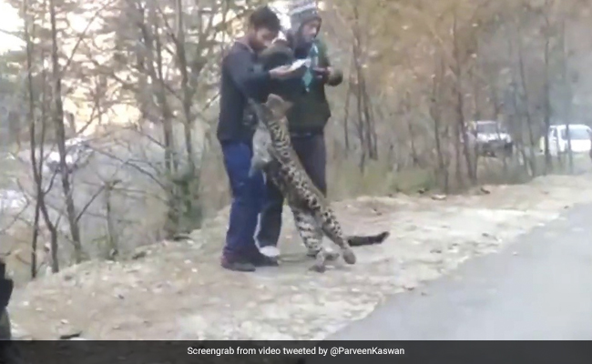 Viral Video Of Leopard 'Playing' With People Raises Concerns