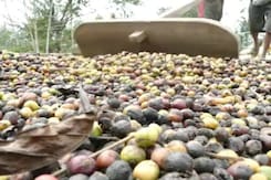 Unprecedented January Rains Ruin Kerala Coffee Planters' Cuppa Unprecedented January Rains Ruin Kerala Coffee Planters' Cuppa