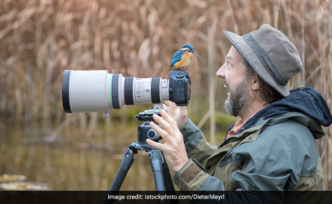 Drop Everything And Look At These Pics Of Animals Interrupting Wildlife Photographers