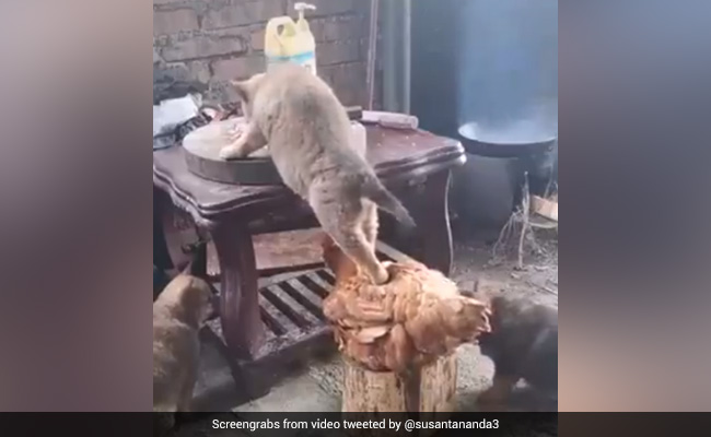 मुर्गे की पीठ पर चढ़कर खाना खा रही थी बिल्ली, चुपचाप बैठा रहा मुर्गा, लोग बोले- दोस्ती हो तो ऐसी...देखें Video