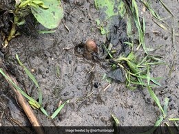 "Human Foot" Sparks Massive Police Search In UK, Turns Out To Be A Potato "Human Foot" Sparks Massive Police Search In UK, Turns Out To Be A Potato