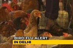 Delhi Temporarily Shuts Ghazipur Poultry Market Amid Bird Flu Scare Delhi Temporarily Shuts Ghazipur Poultry Market Amid Bird Flu Scare