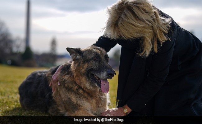 Biden's "First Dogs" Moved Into White House. See Pics