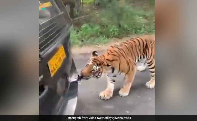 सफारी में बैठे थे लोग, अचानक पीछे से आकर गाड़ी खींचने लगा बाघ, फिर हुआ कुछ ऐसा- देखें Video