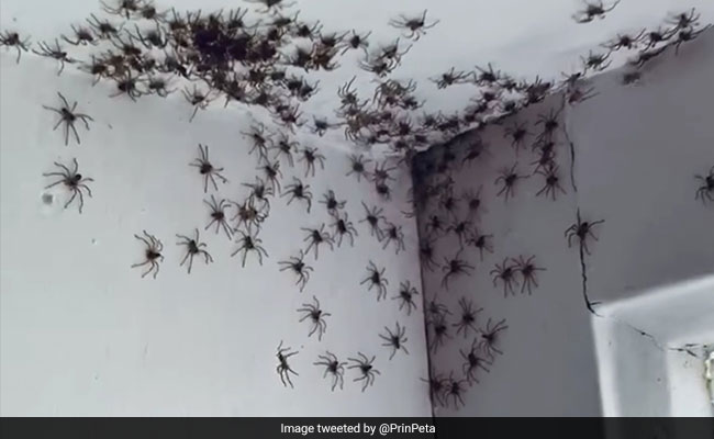 Woman Finds Dozens Of Spiders In Her House. Video Is Not For The Faint-Hearted