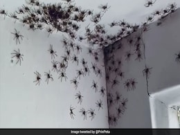 महिला को घर के अंदर दिखीं इतनी सारी मकड़ियां, फिर हुआ कुछ ऐसा - कमजोर दिल वाले न देखें यह Video महिला को घर के अंदर दिखीं इतनी सारी मकड़ियां, फिर हुआ कुछ ऐसा - कमजोर दिल वाले न देखें यह Video