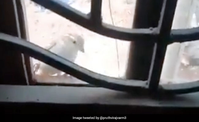 अचानक खिड़की पर आई चिड़िया और खटखटाने लगी चोंच से, IFS ऑफिसर ने बताई वजह - देखें Video