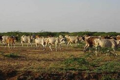 Karnataka Clears Ordinance To Stop Killing Of Cattle Karnataka Clears Ordinance To Stop Killing Of Cattle