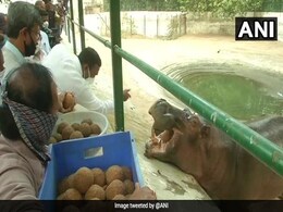 Gujarat Zoo Celebrates 2-Year-Old Baby Hippo's Birthday With Cake And Special Laddoos Gujarat Zoo Celebrates 2-Year-Old Baby Hippo's Birthday With Cake And Special Laddoos