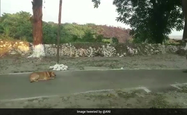 BSF To Train 2 Indian Dog Breeds For Border Patrolling