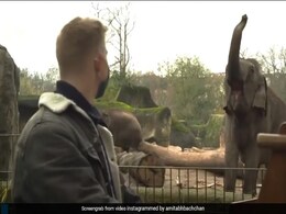 शख्स ने जंगल में बैठकर बजाया पियानो तो बंदर से लेकर हाथी तक लगे झूमने, अमिताभ बच्चन ने शेयर किया Video शख्स ने जंगल में बैठकर बजाया पियानो तो बंदर से लेकर हाथी तक लगे झूमने, अमिताभ बच्चन ने शेयर किया Video