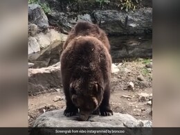 Zoo में भालुओं को जमीन पर पड़ा दिखा शहद, जमकर की Honey पार्टी, लोग बोले- How Cute - देखें Video Zoo में भालुओं को जमीन पर पड़ा दिखा शहद, जमकर की Honey पार्टी, लोग बोले- How Cute - देखें Video