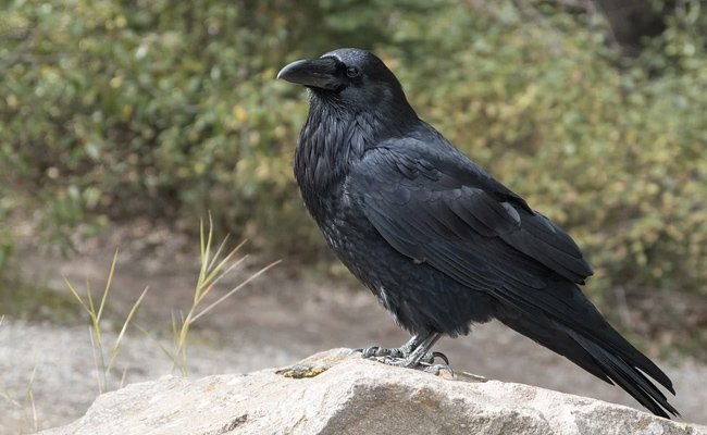 Over 150 Crows Found Dead In Jammu Region Triggering Bird Flu Scare
