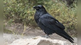 35 Crows Found Dead In 2 Days In Maharashtra, Carcasses Sent For Analysis