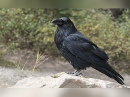 35 Crows Found Dead In 2 Days In Maharashtra, Carcasses Sent For Analysis 35 Crows Found Dead In 2 Days In Maharashtra, Carcasses Sent For Analysis