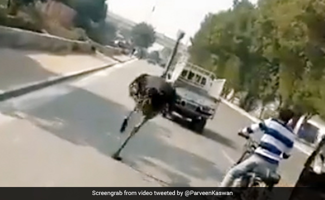 पाकिस्तान में चिड़ियाघर से भागा शुतुरमुर्ग, सड़क पर लगाई दौड़ तो हुआ कुछ ऐसा - देखें पूरा Video