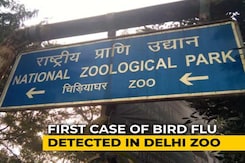 First Case Of Bird Flu Detected In Delhi Zoo First Case Of Bird Flu Detected In Delhi Zoo