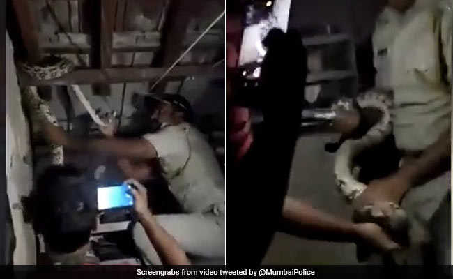 घर की छत पर बैठा था 6 फुट का अजगर, पुलिसवाले ने ऊपर चढ़कर पकड़ा मुंह और फिर... देखें Video