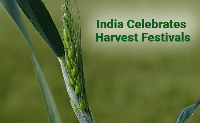 Pongal, Makar Sankranti, Lohri 2021: India Celebrates Harvest Festivals