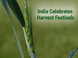 Pongal, Makar Sankranti, Lohri 2021: India Celebrates Harvest Festivals Pongal, Makar Sankranti, Lohri 2021: India Celebrates Harvest Festivals