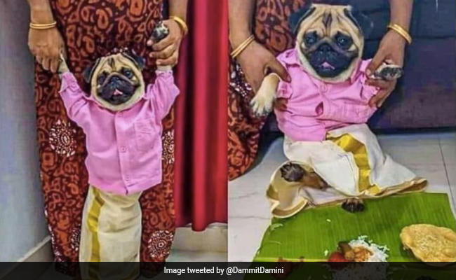 शख्स ने अपने कुत्ते को दूल्हा बनाकर दिया उसकी शादी का विज्ञापन, लोग बोले- चिंता मत करिए हम करते हैं प्रबंध