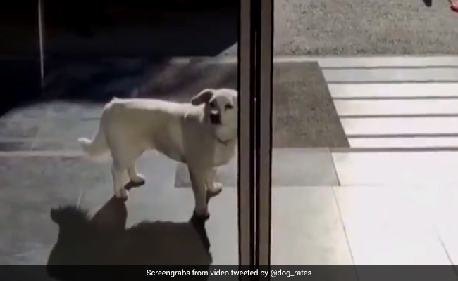 This Dog Waited 6 Days Outside Hospital For Owner To Return