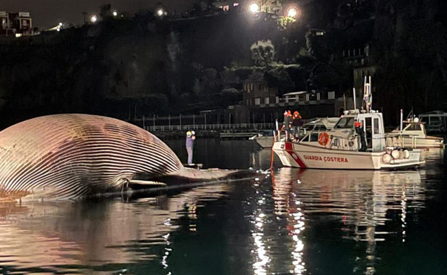 Dead Whale, One Of Mediterranean's Largest, Found Off Italy Coast