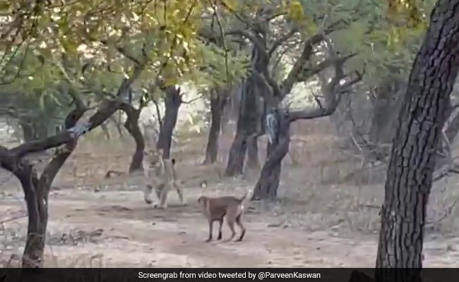 A Fearless Stray Dog Fights A Lioness In This Viral Video