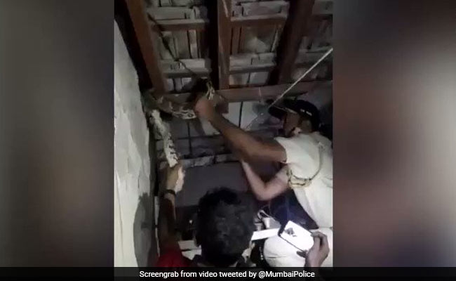 रात में घर की छत पर 6 फुट का अजगर दिखने से मचा हड़कंप, फिर दबंग पुलिसवाले ने ऐसे किया कैद, देखें Viral Video