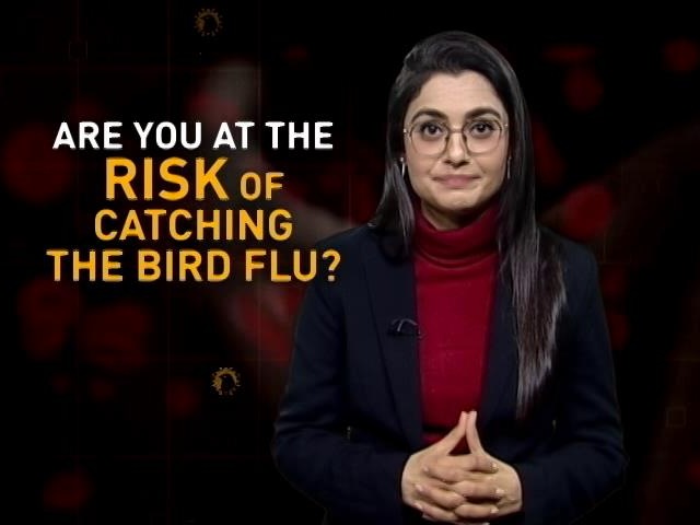 Can Bird Flu Impact Humans? All You Need To Know