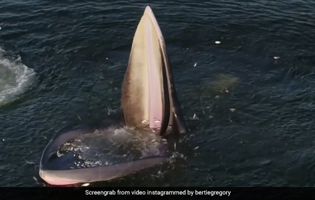 Eden's Whale Trap: Drone Footage Shows A Whale's Unique Feeding Strategy