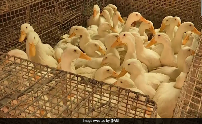 20,000 Ducks To Be Culled After Avian Flu Detected In Kerala's Alappuzha