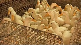 WHO Confirms Human Case Of Bird Flu In India. Know Symptoms And Precautions