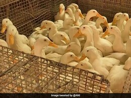 WHO Confirms Human Case Of Bird Flu In India. Know Symptoms And Precautions WHO Confirms Human Case Of Bird Flu In India. Know Symptoms And Precautions