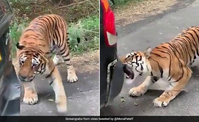 Viral Video: Tiger Bites Safari Vehicle At Bengaluru's Bannerghatta Biological Park
