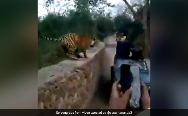 They Were Trying To Take Pics Of A Tiger. Watch What Happened Next