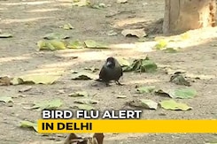 Amid Avian Flu Fears, Doctors Probe Crow Deaths At Delhi Park Amid Avian Flu Fears, Doctors Probe Crow Deaths At Delhi Park